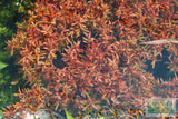 Rotala H'ra