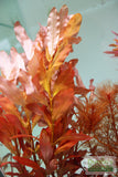 Ammania Gracilis (Thick RED Aquarium Plant)