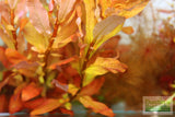 Ammania Gracilis (Thick RED Aquarium Plant)