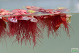 Red Root Floater (Wow Floating Plant) Phyllanthus Fluitans (GREEN/Red  ON TOP) 4.24 Only 50% OFF