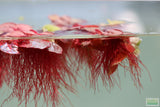 Red Root Floater (Wow Floating Plant) Phyllanthus Fluitans (GREEN/Red  ON TOP)