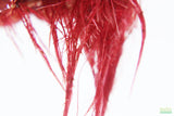 Red Root Floater (Wow Floating Plant) Phyllanthus Fluitans (GREEN/Red  ON TOP)