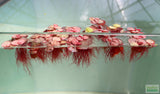 Red Root Floater (Wow Floating Plant) Phyllanthus Fluitans (GREEN/Red  ON TOP)
