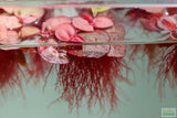 Red Root Floater (Wow Floating Plant) Phyllanthus Fluitans (GREEN/Red  ON TOP)