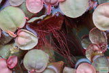 Red Root Floater (Wow Floating Plant) Phyllanthus Fluitans (GREEN/Red  ON TOP)