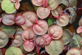 Red Root Floater (Wow Floating Plant) Phyllanthus Fluitans (GREEN/Red  ON TOP)