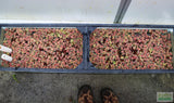 Red Root Floater (Wow Floating Plant) Phyllanthus Fluitans (GREEN/Red  ON TOP)