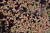 Red Root Floater (Wow Floating Plant) Phyllanthus Fluitans (GREEN/Red  ON TOP) (Marked down!)