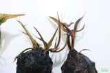 Red Tiger Lotus- (Dwarf Aquarium Lily)- EASY RED Aquarium Plant