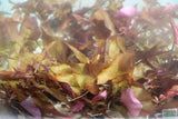 Red Tiger Lotus- (Dwarf Aquarium Lily)- EASY RED Aquarium Plant