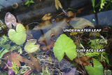 Red Tiger Lotus- (Dwarf Aquarium Lily)- EASY RED Aquarium Plant