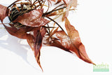 Red Tiger Lotus- (Dwarf Aquarium Lily)- EASY RED Aquarium Plant