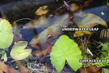 Red Tiger Lotus- (Dwarf Aquarium Lily)- EASY RED Aquarium Plant