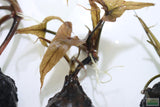 Red Tiger Lotus- (Dwarf Aquarium Lily)- EASY RED Aquarium Plant
