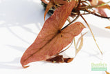 Red Tiger Lotus- (Dwarf Aquarium Lily)- EASY RED Aquarium Plant