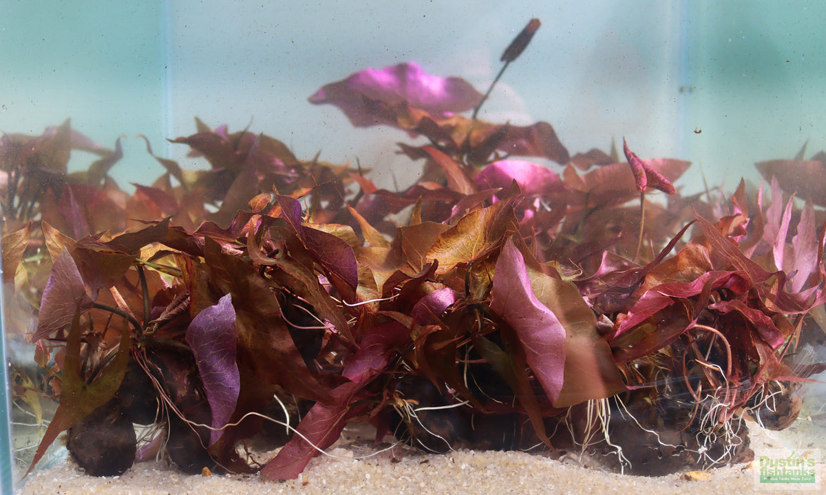 Red Tiger Lotus- (Dwarf Aquarium Lily)- EASY RED Aquarium Plant –  DustinsFishtanks