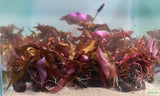 Red Tiger Lotus- (Dwarf Aquarium Lily)- EASY RED Aquarium Plant