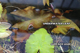Red Tiger Lotus- (Dwarf Aquarium Lily)- EASY RED Aquarium Plant