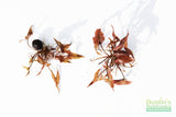 Red Tiger Lotus- (Dwarf Aquarium Lily)- EASY RED Aquarium Plant