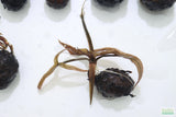 Red Tiger Lotus- (Dwarf Aquarium Lily)- EASY RED Aquarium Plant