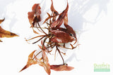 Red Tiger Lotus- (Dwarf Aquarium Lily)- EASY RED Aquarium Plant