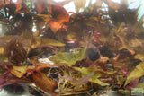 Red Tiger Lotus- (Dwarf Aquarium Lily)- EASY RED Aquarium Plant