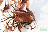 Red Tiger Lotus- (Dwarf Aquarium Lily)- EASY RED Aquarium Plant