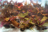 Red Tiger Lotus- (Dwarf Aquarium Lily)- EASY RED Aquarium Plant