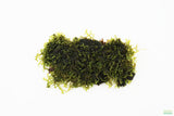 Riccardia sp (Pelia Moss AKA Easiest Moss we Sell)