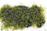 Riccardia sp (Pelia Moss AKA Easiest Moss we Sell) Aquarium Moss For Sale. Aquarium Plant For sale. Clump on white.