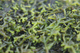 Riccardia sp (Pelia Moss AKA Easiest Moss we Sell) Aquarium Moss For Sale. Aquarium Plant For sale. Close up.