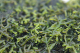 Riccardia sp (Pelia Moss AKA Easiest Moss we Sell) Aquarium Moss For Sale. Aquarium Plant For sale. Close up. 