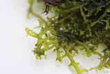 Riccardia sp (Pelia Moss AKA Easiest Moss we Sell) Aquarium Moss For Sale. Aquarium Plant For sale. Close up.