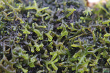Riccardia sp (Pelia Moss AKA Easiest Moss we Sell) Aquarium Moss For Sale. Aquarium Plant For sale. Close up.