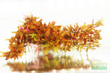 Rotala H'ra