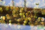 Rotala Nanjenshan