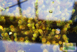 Rotala Nanjenshan