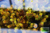 Rotala Nanjenshan