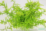 Rotala Rotundifolia Green_Aquarium Plant For Sale