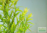 Rotala Rotundifolia Green_Aquarium Plant For Sale