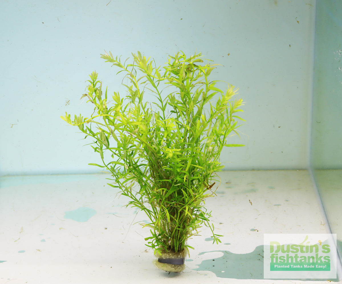 thumbnail image 2 of Rotala Rotundifolia Green – Aqua Green Tunisia 2 of 14