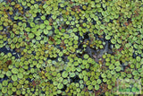 Salvinia Minima Floating Aquarium Plant for sale_Aquarium plants_Floating aquarium plants