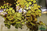 Salvinia Minima Floating Aquarium Plant for sale_Aquarium plants_Floating aquarium plants
