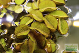 Salvinia Minima Floating Aquarium Plant for sale_Aquarium plants_Floating aquarium plants