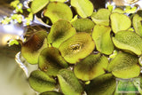 Salvinia Minima Floating Aquarium Plant for sale_Aquarium plants_Floating aquarium plants