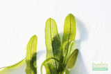 Madagascar Lace Plant (Aponogeton madagascariensis) (Small)