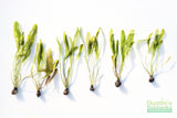 Madagascar Lace Plant (Aponogeton madagascariensis) (Small)