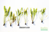 Madagascar Lace Plant (Aponogeton madagascariensis) (Small)