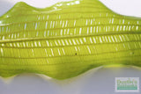 Madagascar Lace Plant (Aponogeton madagascariensis) (Small)
