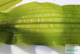 Madagascar Lace Plant (Aponogeton madagascariensis) (Small)
